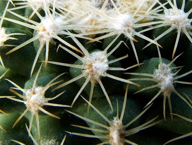 Pediocactus _despainii _SB1014_ 03